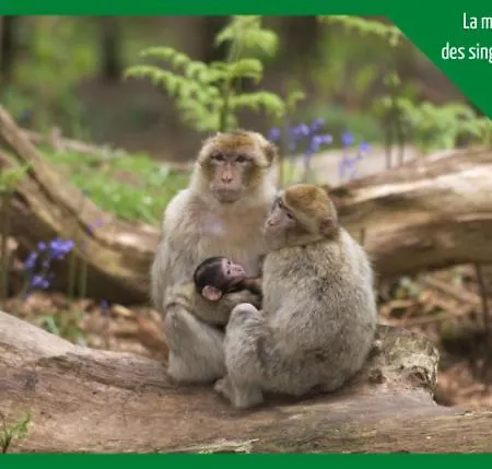 Grenier Des Cigognes *